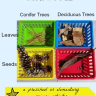 Sorting Leaves & Seeds and Celebrating Autumn