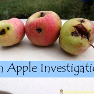 Outside Play: Apples