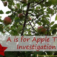 A is for Apple Tree Investigation