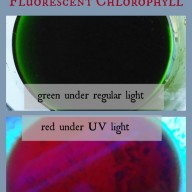 Halloween Science: Fluorescent Chlorophyll