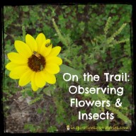 On the Trail: Observing Flowers and Insects