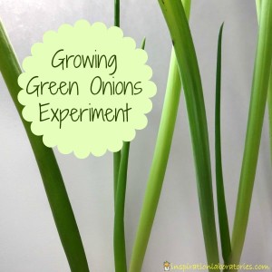 Science at Home: Growing Green Onions Experiment