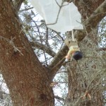 parachute in tree