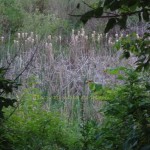 cattails