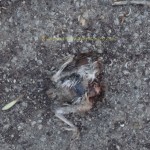 dead bird