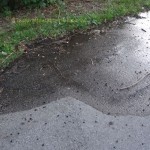 mulberries on ground