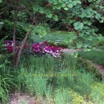 purple flowers