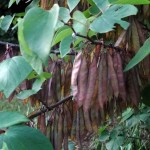 redbud seeds