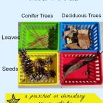 Sorting Leaves and Seeds