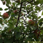 apple tree