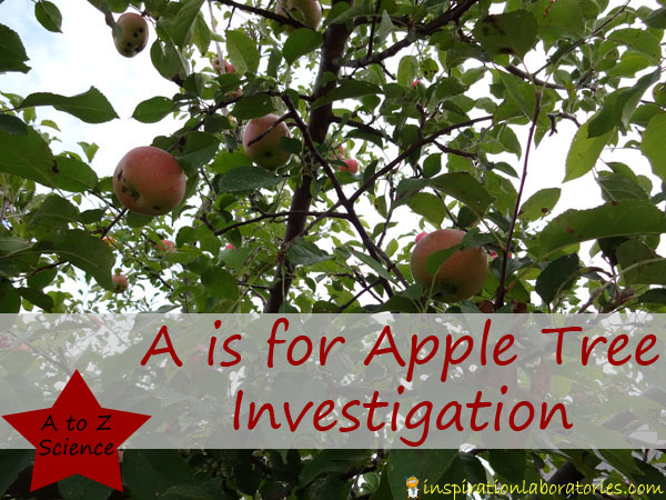 apple tree investigation