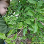 picking apples