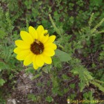 flowers and insects