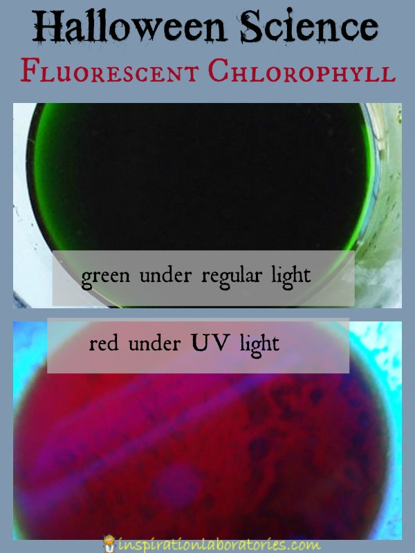 Halloween Science: Fluorescent Chlorophyll