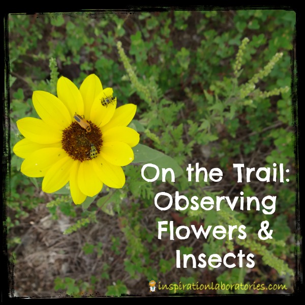 On the Trail: Observing Flowers & Insects