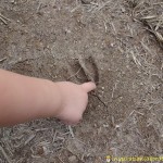 tracks