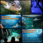 Sea Life and Ocean Education