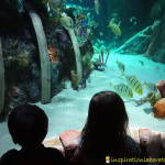 Sea Life Aquarium and Ocean Education