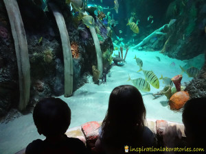 Sea Life Aquarium and Ocean Education | Inspiration Laboratories