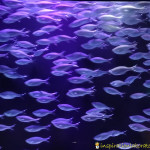 Sea Life Aquarium and Ocean Education