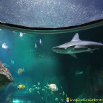 Sea Life Aquarium and Ocean Education