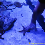 Sea Life Aquarium and Ocean Education