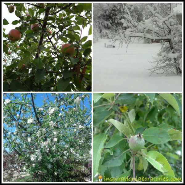 Apple Tree Seasons