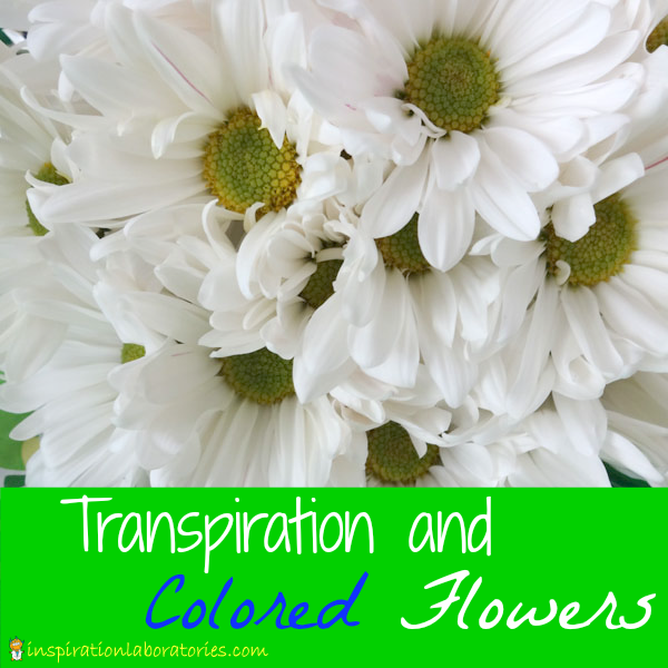 Transpiration and Colored Flowers