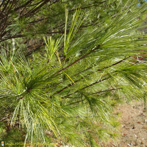 Christmas Science: Exploring Pine Trees