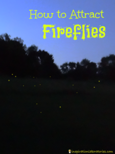 How to Attract Fireflies - learn tips for calling them in plus fun facts.
