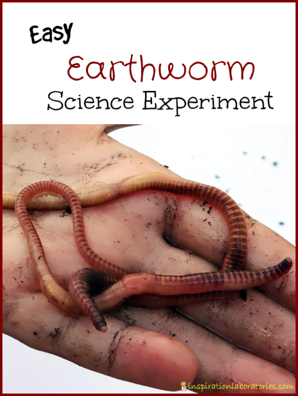 Earthworm Science Experiment - Set up an easy experiment to test the preferences of earthworms. Several experiment ideas are listed.