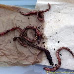 Earthworm Science Experiment