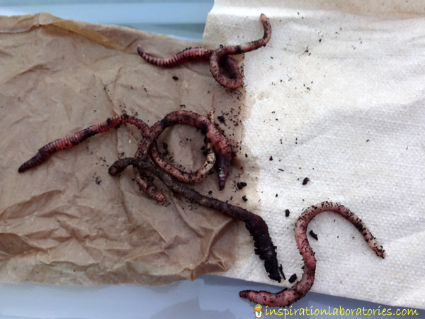 Earthworm Science Experiment - Set up an easy experiment to test the preferences of earthworms. Several experiment ideas are listed.