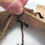 Earthworm Science Experiment