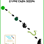 Ecology for Kids: Food Chain Lesson