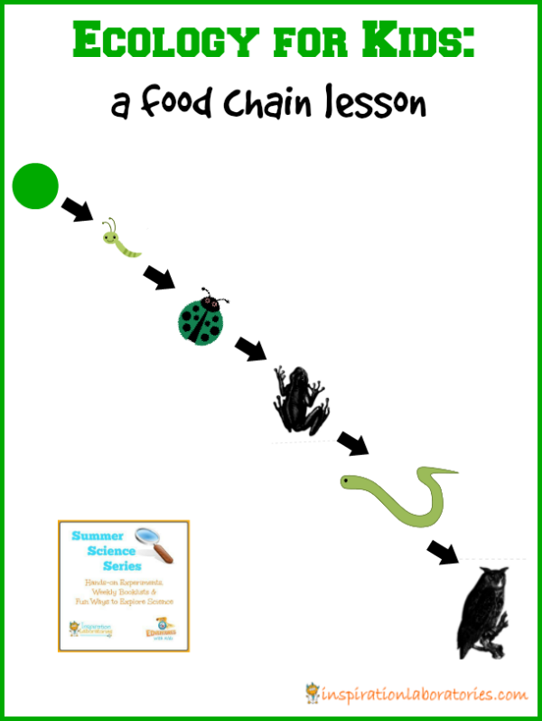 Ecology for Kids: Food Chain Lesson {Summer Science Series ...