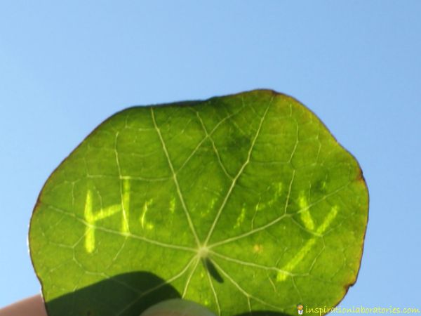 leaf messages
