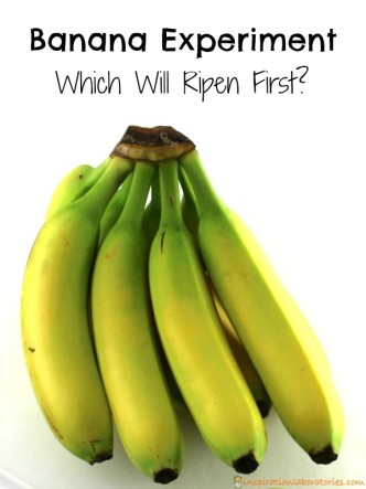 Which banana will ripen first? This banana experiment is easy for kids to set up.