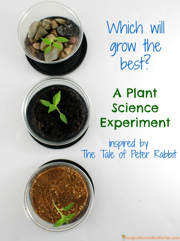 How will a plant grow in sand?