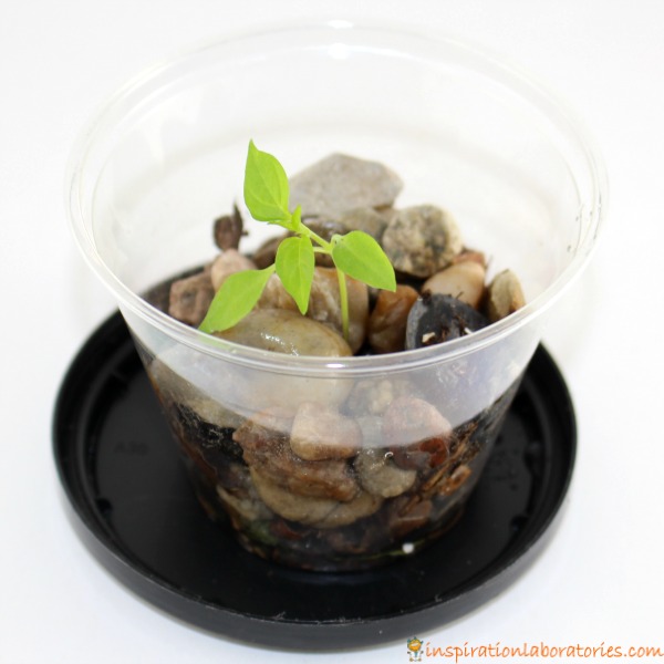 How will a plant grow in rocks?