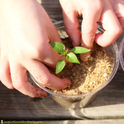Plant Science Experiment Inspired by Peter Rabbit | Inspiration ...
