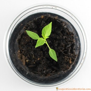 Plant Science Experiment Inspired by Peter Rabbit | Inspiration ...