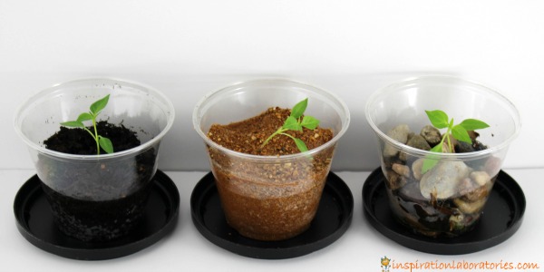 Which plant will grow the best? Try this plant science experiment inspired by The Tale of Peter Rabbit