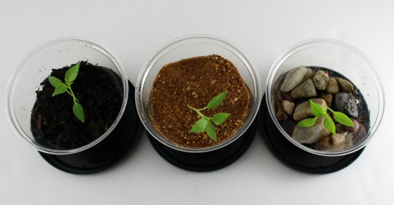 Plant Science Experiment Inspired by Peter Rabbit | Inspiration ...