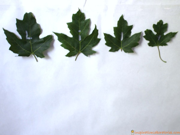 leaf-name-activity1