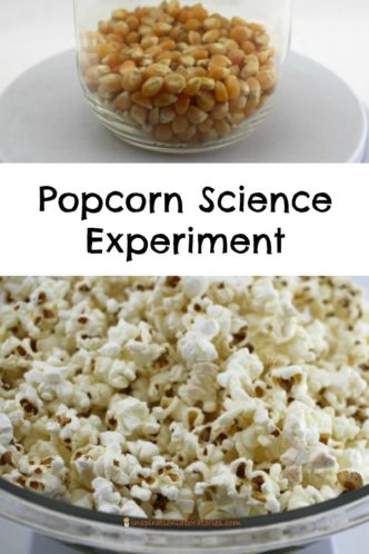 Does popped popcorn weigh the same as unpopped kernels? Conduct this popcorn science experiment to find out.