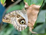 Butterfly Conservation for Kids | Inspiration Laboratories
