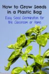 How to grow seeds in a plastic bag – easy seed germination for the classroom or home