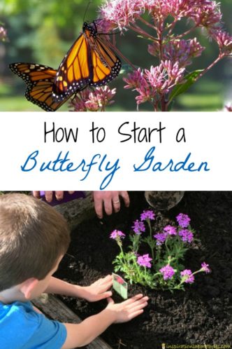 Tips and resources for starting a small butterfly garden at home