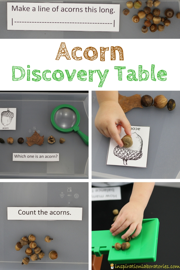 Set up an acorn discovery table to practice math and science skills for preschool or early elementary.